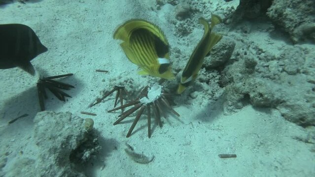 Сlose up of Butterflyfish eating Brown Pencil Urchin. Raccoon butterflyfish (Chaetodon lunula) eats Red slate pencil urchin (Heterocentrotus mamillatus) Underwater life in the ocean