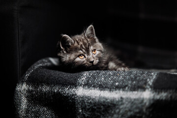 Adorable little scottish black tabby kitten.