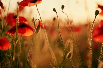 Foto op Canvas Beautiful summer day. Red poppy field. © luengo_ua