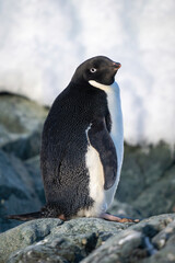 Adelie penguin stands turning head towards camera