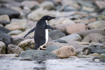 Fototapeta premium Adelie penguin walks across shingle by water