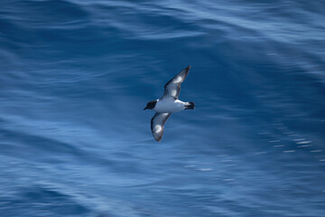 Fototapeta na wymiar Antarctic petrel banking over sea in sunshine