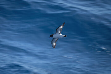 Antarctic petrel banking over sea in sunshine