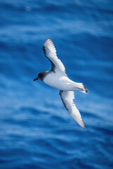 Antarctic petrel banks over ocean in sunshine