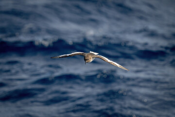 Antarctic petrel crosses blue sea looking down