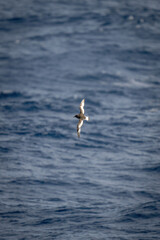 Antarctic petrel crosses ocean with vertical wings