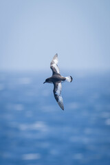 Antarctic petrel crosses sea with wings vertical