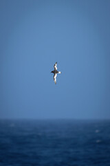 Fototapeta na wymiar Antarctic petrel crosses sea with vertical wings