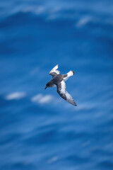 Antarctic petrel dives towards ocean in sunshine