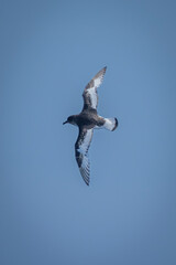Antarctic petrel does banked turn spreading wings