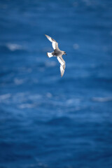 Antarctic petrel flies over sea in sunshine
