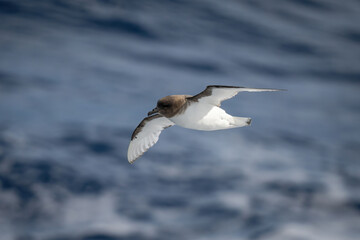 Antarctic petrel glides over ocean in sunshine