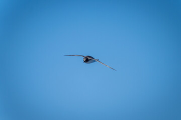 Fototapeta na wymiar Antarctic petrel glides in clear blue sky