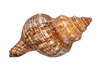 Brown seashell in the shape of a spiral, isolated on a white background.