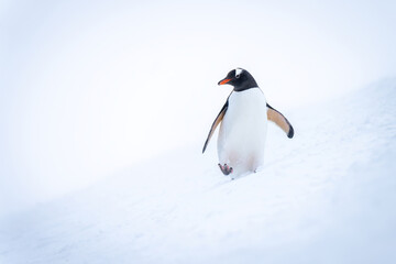 Fototapeta premium Gentoo penguin crosses snowy slope turning head