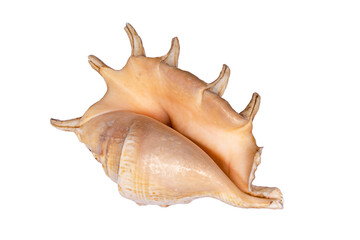 A beautiful seashell isolated on a white background.