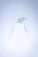 Gentoo penguin stands in snowstorm facing camera