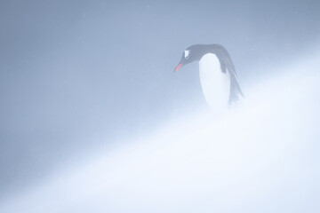 Gentoo penguin stands looking down snowy slope