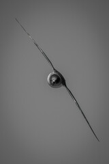 Mono Antarctic petrel approaches camera wings diagonal