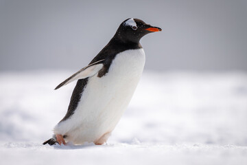 Gentoo penguin walks across snow facing right