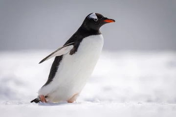 Poster Gentoo penguin walks across snow facing right © Nick Dale