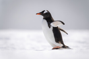 Gentoo penguin walks across snow facing left