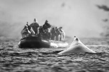 Mono humpback whale surfaces near photography boat