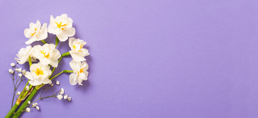 white narcissus on violet background
