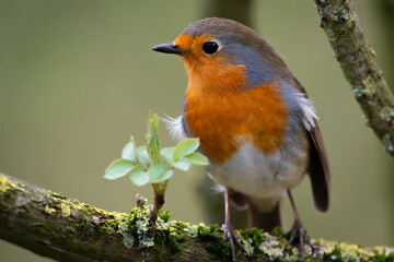 Robin Bird perched in the sun