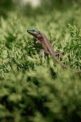 Wildlife. Small lizzard sitting on green bush.