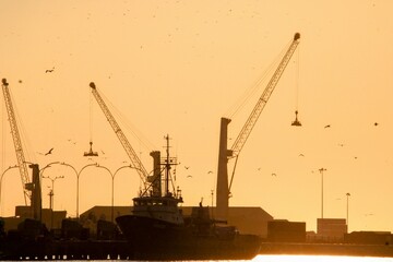 cranes at sunset