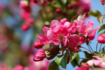 cherry blossom branch with selective focus against a blue sky background
