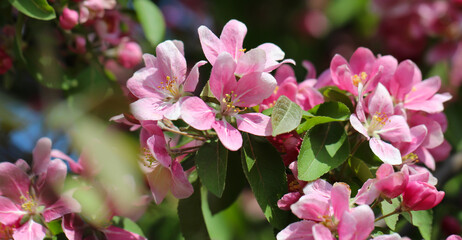 Close-up of a fruit tree blossom, stamens and pistils with selective focus