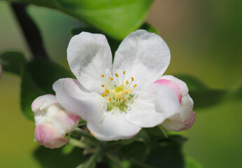 Close-up of a white apple flower petals, stamens and pistils with selective focus