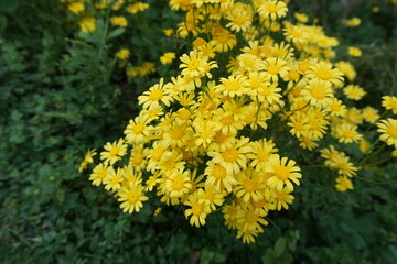 Paris daisy, marguerite or marguerite daisy (Argyranthemum) yellow flowers in the park