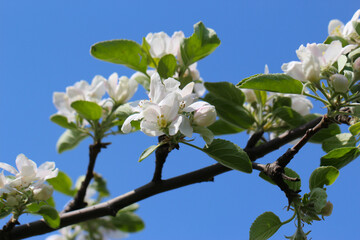 A branch of white apple blossoms with selective focus on a blue sky background
