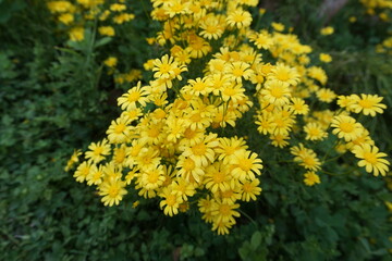 Paris daisy, marguerite or marguerite daisy (Argyranthemum) yellow flowers in the park