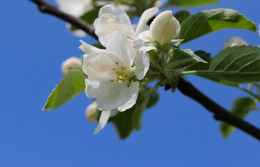 Obraz na płótnie Canvas A branch of white apple blossoms with selective focus on a blue sky background