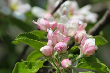 the apple blossoms are in full bloom