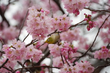 cherry blossom and bird