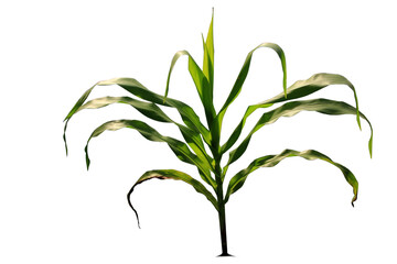 close up of corn on a white background,Corn plant, isolated on a white background