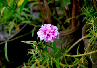Fototapeta premium Little pink flower in the garden
