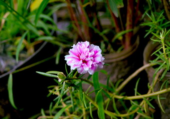 Little pink flower in the garden