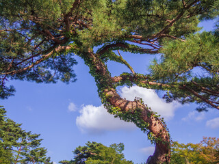 日本庭園の松の木