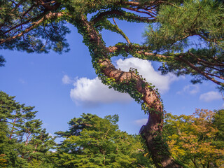 日本庭園の松の木