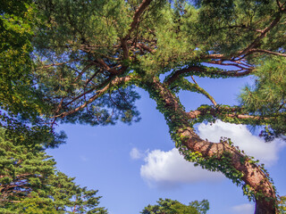 日本庭園の松の木