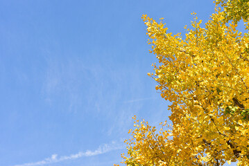 Tokyo, Japan November 27 2019 Unidentified Blur many people are walking at Ueno park and watch the autumn tree in the garden, autumn forest on a sunshine day.