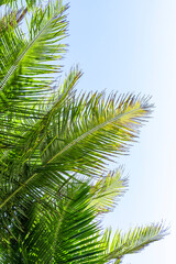 Obraz premium Palm tree leaf on blue sky. Tropical island, beach vacation and travel background