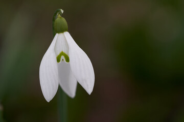 Blooming spring flower Galanthus nivalis in forest. Known as snowdrop or common snowdrop. Detail of flower head, selective focus.