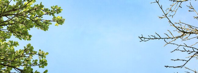 branches of a flowering tree on the left and dried up on the right, in an orchard against a blue sky. spring has not come for everyone